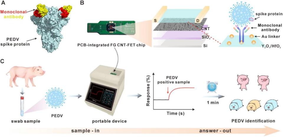 检测PEDV病毒粒子的免疫传感器FG CNT-FET流程示意图
