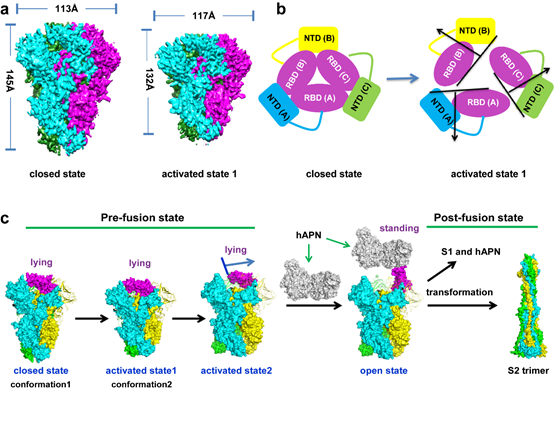 HCoV-229E刺突蛋白从非激活态到激活态的构象变化